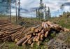 Russian timber: A growing force in world trade Russian Timber