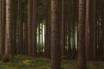 The Coronavirus has not stopped the global trade of forest products Forest Photo Elke Karin Lugert via Unsplash