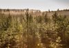 Stora Enso divests non-core forest holdings in southern Sweden Stora Enso