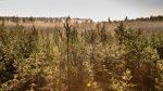Stora Enso divests non-core forest holdings in southern Sweden Stora Enso
