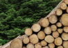Huge fall in China’s softwood log imports softwood