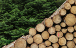 Huge fall in China’s softwood log imports softwood